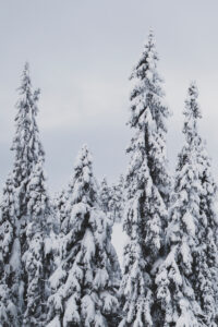 Poster med snötäcka granar